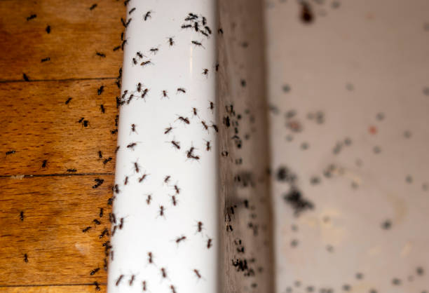 Best Residential Pest Control  in Cleveland, WI